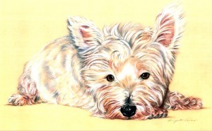 a terrier