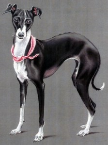 a greyhound dog
