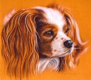 a cocker spaniel dog